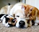 ペットロス大切な家族を亡くした悲しみを共に抱えます ペットロス/喪失感/犬/猫/動物/家族/ペット/別れ/死 イメージ9