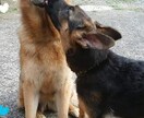 愛犬の成長過程のお悩みアドバイスします 初めて犬を家族としてお迎えされた方。☆★プロがサポート☆★ イメージ3