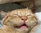 うちの子がいちばん！愛猫の自慢話聞きます 愛猫とのエピソード、特技、猫愛なんでもお話しください イメージ7