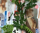 犬猫小動物｜生き物好きさんの相談や自慢話を聴きます トークルームで10通やりとり-通話と違い落ち着いてトーク可能 イメージ5