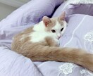 猫ちゃんのお悩みお応えします 猫ちゃんのお悩みご相談ください！ イメージ1