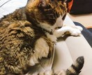 あなたの家族でもあるペットの気持ちを視ます キミは何を思っているの？幸せ？ イメージ2