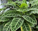 現役植木屋が観葉植物、お花や植栽のアドバイスします 現役で働いてますのでなんでも質問受付てます！ イメージ3