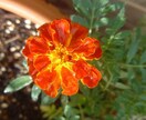 お花からのメッセージをお伝えします 気になったお花のお写真から、お花のメッセージをお伝えします イメージ5