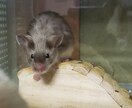 小動物に関するお悩み相談お受けします 飼い方、選び方などなどなんでもお問い合わせください！ イメージ5