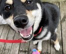 犬猫のことについてなんでも相談します わんちゃんねこちゃんのことなんでも相談！現役ペットショップ イメージ1