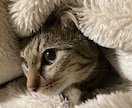 お悩み相談や、愚痴、お話し相手になります 一緒に楽しい時間を過ごしませんか？ イメージ1