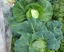 通年自然栽培の野菜を販売している農家が教えます 子育て自然栽培農家が土を見ながら自然栽培の悩みを解決 イメージ4
