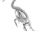 リアルな生物のイラストを作成いたします マニアックな生き物のイラストでグッズ作成や論文等の挿絵に！ イメージ2