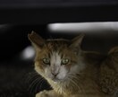 写真を“あなた好みの雰囲気”に整えます SNSやプロフィール写真を自然に魅せたい方へ イメージ2
