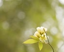 原因不明の体調不良や精神的な落ち込みを視ます 病院に行ってもわからない体調不良を癒しましょう。 イメージ9