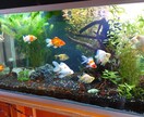 海水水槽 サンゴ 金魚飼育に関する相談お受けします 海水水槽や金魚水槽を簡単にお店やお家でやってみたい方！！ イメージ2