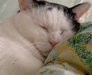 動物さんの気持ち　カード引きます 加えて飼い主さまの状態や私の感じるメッセージもお伝えできます イメージ2