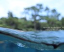 綺麗な水中写真を提供します 見た事ない世界をあなたへ。水中世界をお楽しみください。 イメージ2