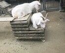 コロナ疲れの皆さん、愚痴、悩み、相談聞きます 現役鳶職人がお話し聞きます。5分からでもどうぞ！！！ イメージ8