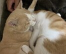 猫の懐かせ方教えます 今までの保護猫数13匹ですので猫の性格は大体分かってきました イメージ3