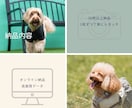 愛犬・ペットを自然な表情で出張撮影します 遊ぶ姿も、見つめる表情も、その子らしさを一枚に。 イメージ8