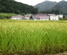 田舎、離島、海外移住、ご相談にのります 田舎、離島暮らし、海外への移住を、アドバイス致します！ イメージ4