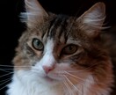 フランスの写真送ります フランスをあなたの生活の中に取り入れませんか？ イメージ1