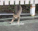 かわいい猫の画像データ提供します のら猫可愛いくて癒されますね。 イメージ3