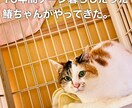 猫に関する相談を動物保護団体代表がお伺い致します 何でもお気軽にお話してくださいね！ イメージ2