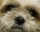 上手な犬のしつけ方　（あなたが愛犬ともっと幸せな暮らしをするために...） イメージ1