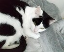 相談を受ける仕事で7年弱、悩みに一緒に向き合います 嘘をつかない、自分がおすすめできないことを相手に進めない。 イメージ1