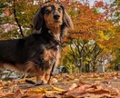 わんこのことご相談のります お迎え前の相談、愛犬とのお楽しみや悩みまでお話聞きます！ イメージ3