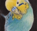 オーダーメイド色鉛筆画　世界に一つの原画になります 愛鳥や野鳥を色鉛筆でひと塗りひと塗りリアルに仕上げます。原画 イメージ4
