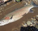 管理釣り場向け初心者向けのアドバイス致します トラウト（ニジマス、イワナ、ヤマメ）を主に専門にしています。 イメージ2