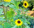 介護の悩み、相談うかがいます 介護の悩み等介護士ならでわの対処法などをアドバイスします。 イメージ1