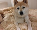 ルーン占い｜今日の流れと愛犬の関係を整えます 愛犬との関係と今日の流れをルーンでやさしく読み解きます イメージ1