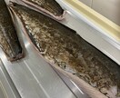 誰でも簡単に魚をさばけるようにします 魚さばいてかっこいい！って思われたくないですか？ イメージ3