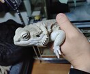 爬虫類飼育について実体験ベースでアドバイスします 実飼育経験に基づき、初心者の悩みを具体的に解決します！ イメージ3