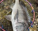 初心者歓迎フカセ釣りで釣れない原因と対策を教えます フカセ釣りで釣れない理由と釣った魚の美味しい食べ方教えます イメージ7
