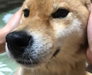何気ない日々のお話お聞きします ひなたぼっこで何気ないお話しをしましょう⭐︎ イメージ3