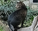 猫探偵のプロが迷子猫・脱走猫の相談に乗ります 猫探偵の捜索経験から、迷子猫・脱走猫のお悩みにお答えします イメージ3