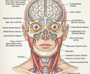 生物・動物・農学・医学系の学術イラストを制作します 論文・学会用、専門分野の学術イラスト制作します イメージ3