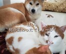 ちょっとだけ聞いて欲しい。話したい。聞きます 元気が無い時は無言でも大丈夫。同じ時間を過ごしましょう。 イメージ5