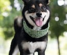 ペットの可愛い表情を撮影します ペットとの大切な日常の思い出を写真に残しませんか？ イメージ1