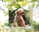 出張でペットの撮影します わんちゃんの写真を公園やお気に入りの場所で撮影します！ イメージ3