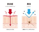 肌構造イラスト素材（広告・LP・資料用）作成します 美容業界専門のデザイナーが手掛ける、正確でわかりやすい肌構造 イメージ4