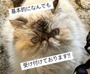 商用利用可能な写真素材1~30枚提供します 具体的には自然の風景、猫や鶏、犬などの動物の写真を提供します イメージ1
