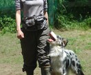 訓練歴40年の引退訓練士が何でもお答えします 愛犬の問題行動すべて理由があります イメージ1