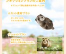 かわいい動物3Dモデル作ります あなたのペットをかわいく3D化してみませんか？ イメージ3