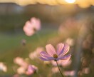 今まで撮ってきた様々な風景写真を提供致します ご要望の写真がなかった場合、新規写真の撮影代行も致します。 イメージ5