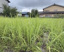元森林組合×宅建士！空き地の草刈り代行します 立ち会い不要！不動産と山のプロが空き地などの草を刈ります イメージ7