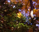 都内にて写真撮影代行致します 関東近郊にて写真撮影代行致します。 イメージ10