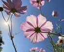 あなたの「ちょうどいい存在」としてここにいます 話したいことを自由に話せる☘あなた時間☘すべて受けとめます♪ イメージ4