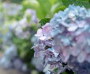 貴方が欲しいおしゃしん、お渡しします 風景画や植物の写真、ご要望のお写真をお渡しします！！ イメージ2